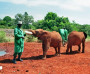 Elephant Orphanage Nairobi